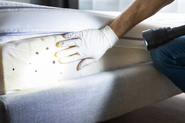 Best Local Pest Control Services  in Dallas, OR