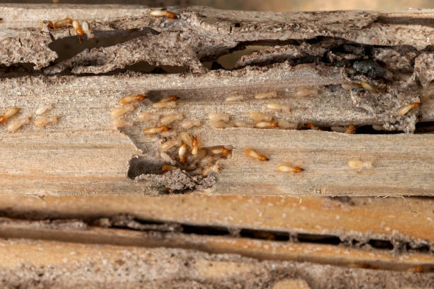 Best Wildlife Control Services  in Dallas, OR